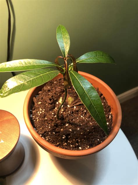 diagnosis - Indoor Mango leaves drooping and brown - Gardening ...