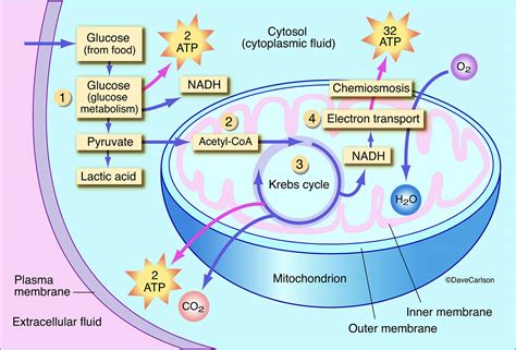 Aerobic Respiration | | Carlson Stock Art