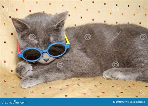 Funny Cat With Sunglasses Stock Photo - Image: 50450849