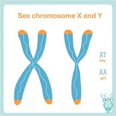 Xy Chromosomes stock vectors - iStock