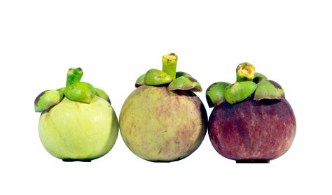 3 types of mangosteen fruit before harvest. Mangosteen fruit is the queen of Thai fruit 15286924 PNG