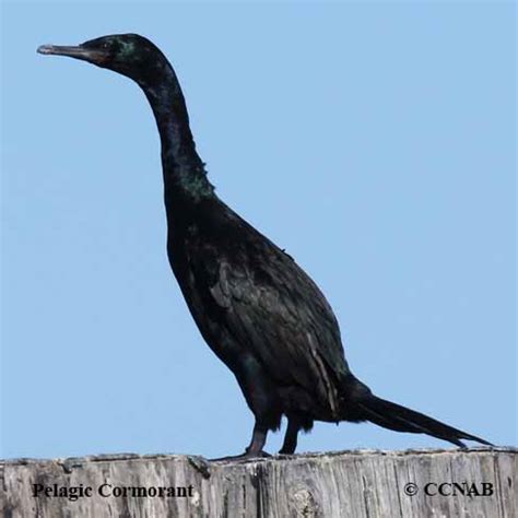 Pelagic Cormorant (Urile pelagicus) - PECO