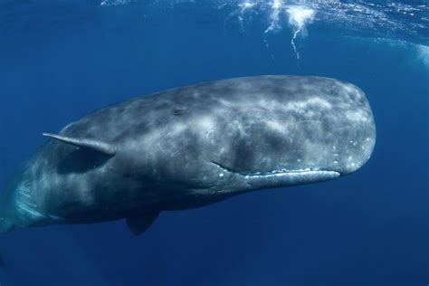 Sperm Whale Animal Facts - Physeter macrocephalus - A-Z Animals