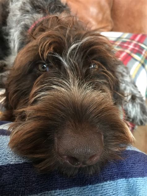 German Wirehaired Pointer Puppy, Pointer Puppies, Chester, Dogs, Pet ...