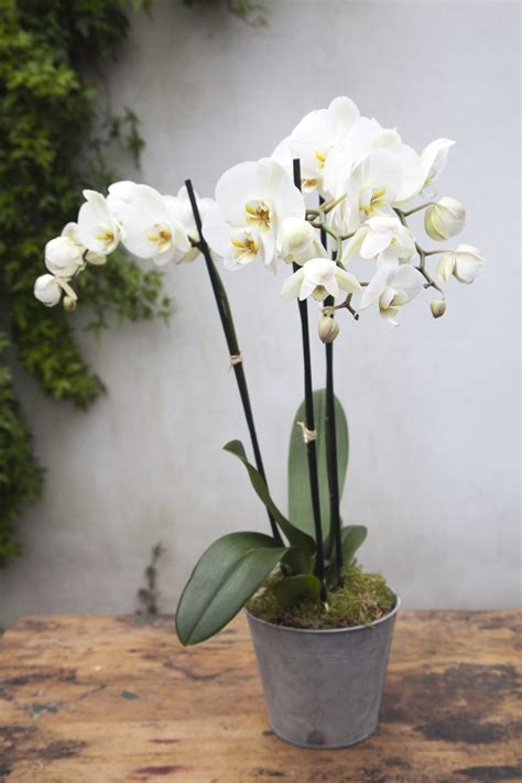 Simply Orchids | Flower & Glory