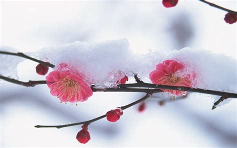 Winter Flowers wallpaper | 1920x1200 | #57945