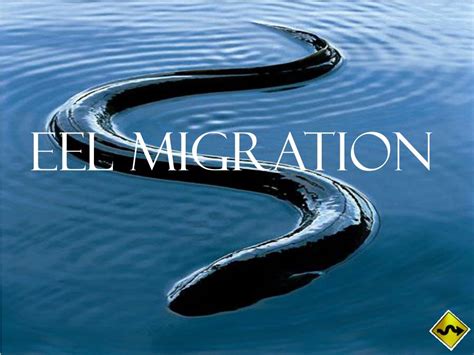 PPT - Eel Migration PowerPoint Presentation, free download - ID:3103427