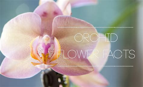 Interesting Orchid Flower Facts | Flower Press