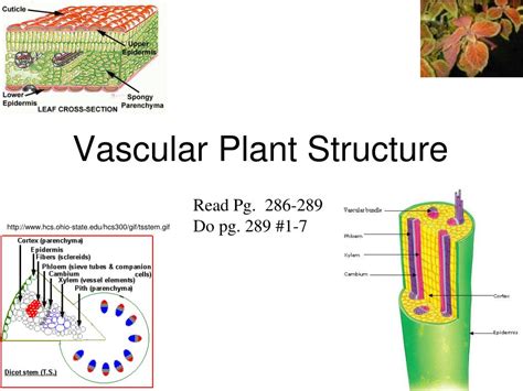 PPT - Vascular Plant Structure PowerPoint Presentation, free download ...