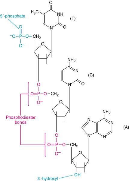 Phosphodiester Bond In Dna