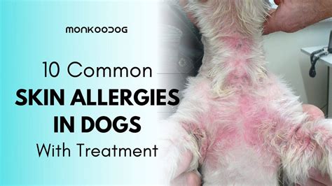 What Causes Bacterial Skin Infections In Dogs