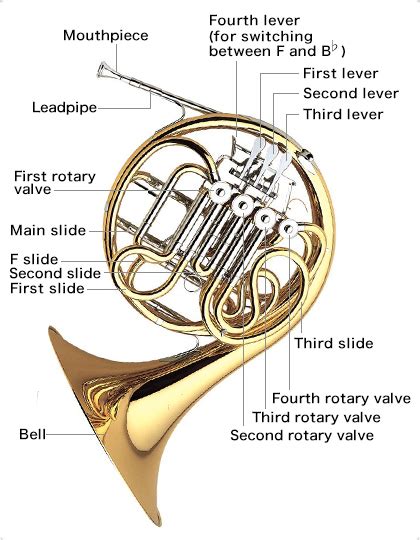 The Structure of the Horn:Learn the parts of the horn - Musical ...