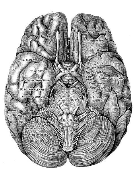 Brain Stem Drawing Illustrations Royalty Free Vector Graphics And Clip