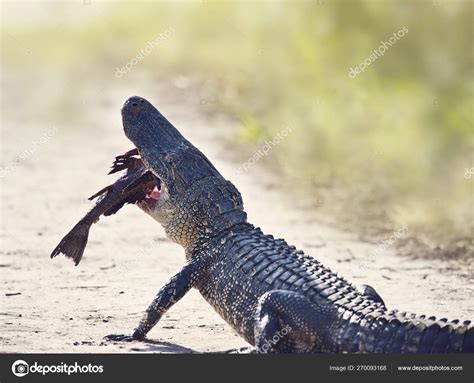 American alligator eating fish on a trail Stock Photo by ©svetas 270093168