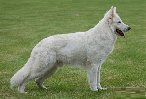 American White Shepherd - Puppies, Rescue, Pictures, Information ...