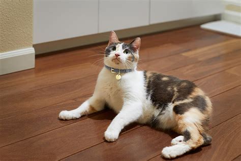 Calico Cat Health Problems: Symptoms, Prevention & Care tips