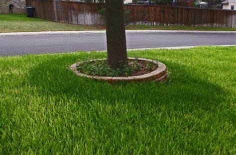 7 Types of Grass for More Gorgeous Lawns - GRIP ELEMENTS