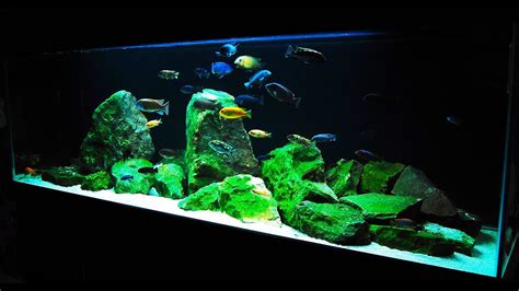 African Cichlid Tank Decoration Ideas | Shelly Lighting