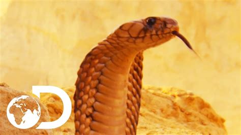 Top 177 + What animals eat snakes in the desert - Lifewithvernonhoward.com