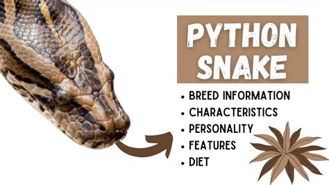 Python Snake As Pet - Behavior, Venom, Types, Facts, & Characteristics