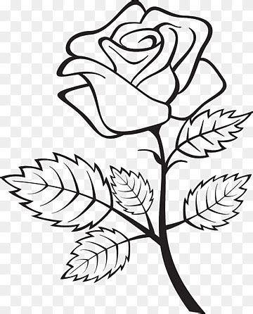 Rose Flower Outline Drawing | Best Flower Site