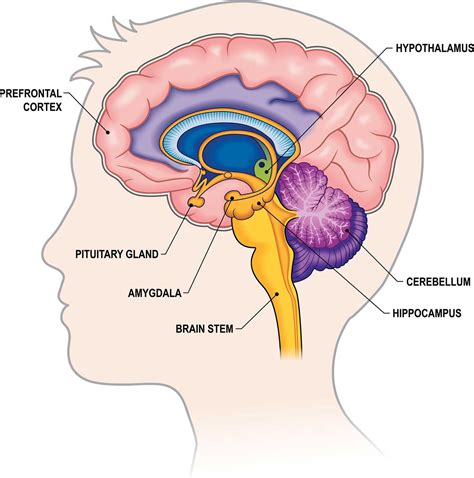 Parts Of The Human Brain And Functions