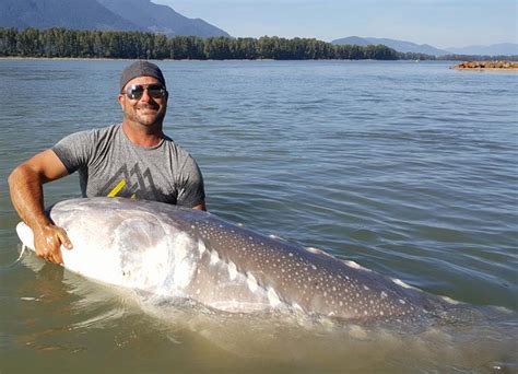 Sturgeon Fishing - Fraser River Sturgeon Fishing