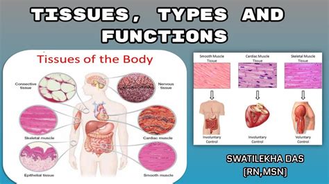 The 4 Types Of Tissues