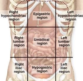 Abdominal Regions And Quadrants