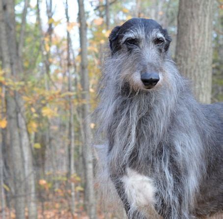 Scottish Deerhound Breeders | Scottish deerhound, Deerhound, Dogs