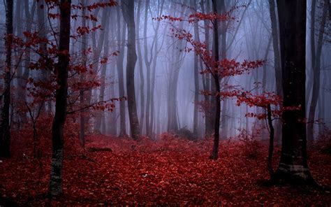 Autumn Fog Wallpapers - Top Free Autumn Fog Backgrounds - WallpaperAccess