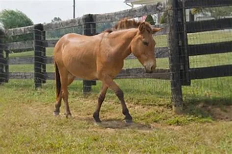 Adoption - Hooved Animal Humane Society