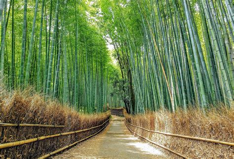 File:2021 Sagano Bamboo forest in Arashiyama, Kyoto, Japan.jpg - Wikipedia