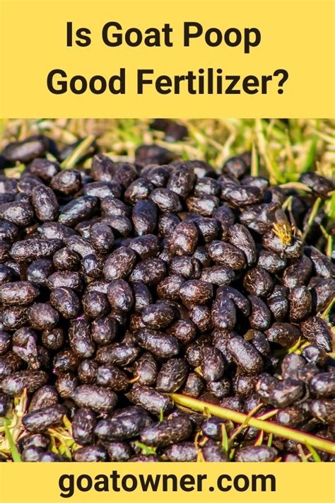 Is Goat Poop Good Fertilizer? (Revealed!) - Goat Owner