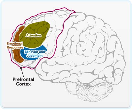 Bio Geo Nerd: The Teen Brain