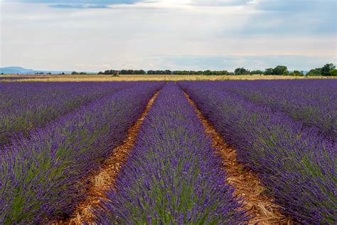 Where to See the Best Lavender Fields in Provence • Seeing Sam