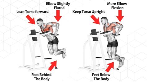 Seated Tricep Dips Muscles Worked – Two Birds Home