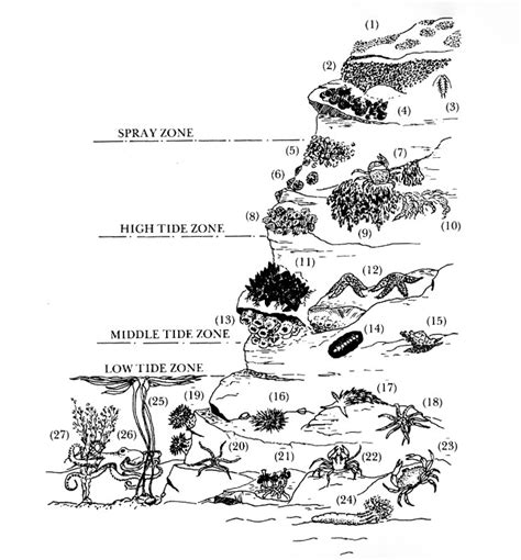 Rocky Intertidal Ecology | Oregon Sea Grant | Oregon State University