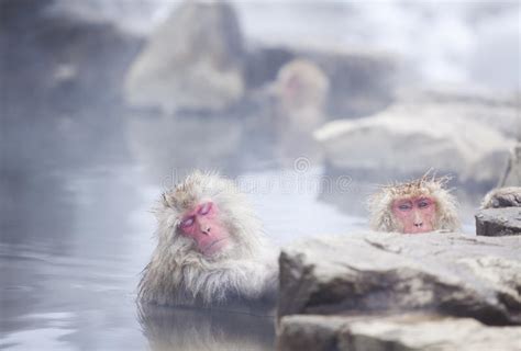 1,452 Snow Monkey Hot Springs Nagano Japan Stock Photos - Free ...