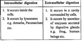 Distinguish between intracellular and extracellular digestion.