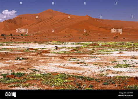 Namib desert bloom hi-res stock photography and images - Alamy