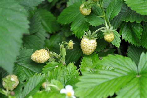 Yellow Wonder Strawberry Seeds Wild Forest Strawberry Seeds | Etsy