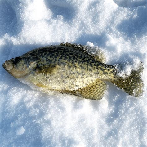 How to Catch Crappie Ice Fishing (Complete Guide Series)