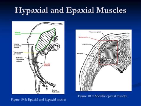 PPT - Comparative Anatomy Muscles PowerPoint Presentation, free ...