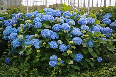 Hydrangea macrophylla 'Bailmer' | Endless Summer® Hydrangea | Pots and ...