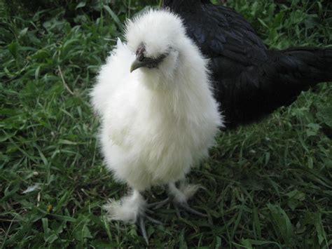 White Silkie Chicken | BackYard Chickens - Learn How to Raise Chickens