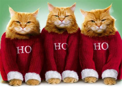 Funny Cat Christmas Wallpapers - Top Free Funny Cat Christmas ...