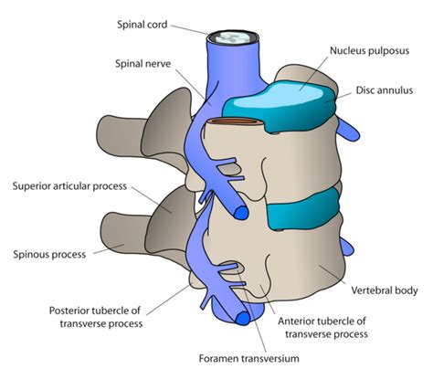 What to Expect During and After a Cervical Spine Surgery - HubPages