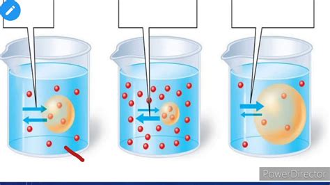 Hypertonic hypotonic isotonic simple diagrams - Julicodes