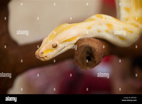 Burmese python ((Python molurus bivittatus Stock Photo - Alamy